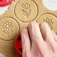 Kit Fleurs - Tulipe, Jonquille et Aster